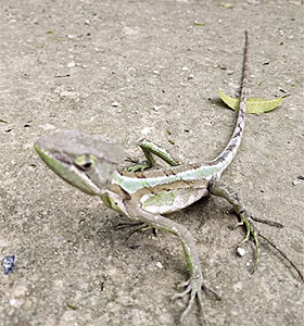 Calakmul fauna, Campeche